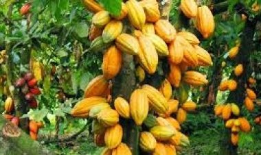 The cocoa tree has tap-roots.